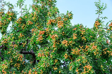 Sweet jujubes grow on jujube tree. Ripe date fruits in autumn season.