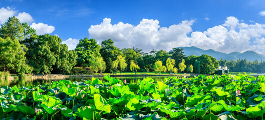 Green forest and lotus natural landscape in West Lake, Hangzhou, China.