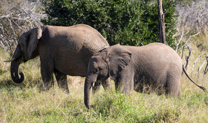 Naklejka na ściany i meble African elephant family in the African savannah of South Africa in Kruger National Park, the largest herbivorous mammal in the world and one of the five big ones in Africa.