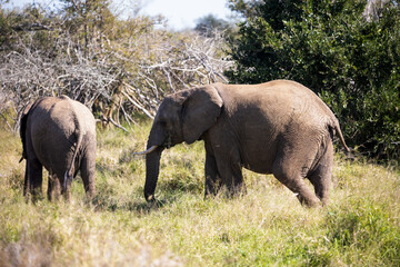 Naklejka na ściany i meble Small African elephants learning to live in the wilds of the African savannah of South Africa's Kruger National Park, these herbivorous animals are one of Africa's Big Five.