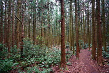 Zedernholz und Farn © SooHyun