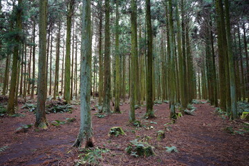 fascinating pathway in the cedar forest