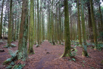 mossy cedar woods in autumn forest