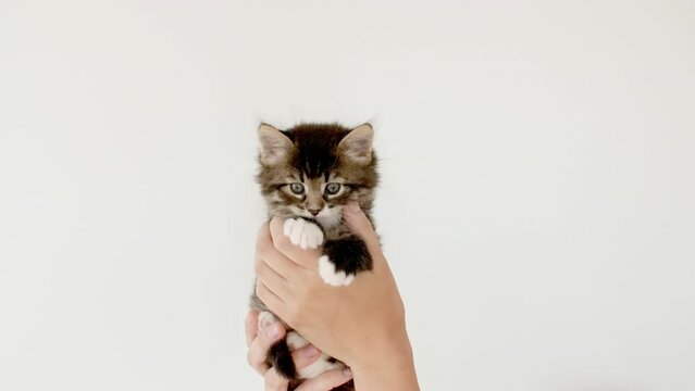 Striped gray cat in doctor hands. Kitten vet examining. Kitten pet check up, vaccination in veterinarian animal clinic.Health care domestic animal. Long Web banner Copy space. High quality 4k footage