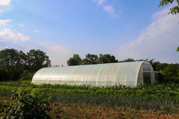 Greenhouse on the site. Private garden. A simple plastic greenhouse in a garden in the countryside in summer. Agriculture, The concept of a good harvest