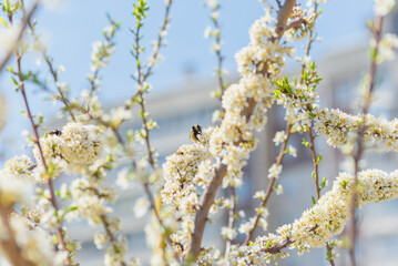 bumblebee on the flowers of an apple tree branch on a warm spring day, selective focus