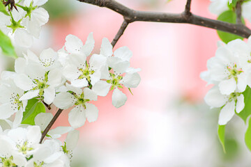 a branch of delicate white apple blossoms in close-up in white blur and pink background. Selective focus. Postcard
