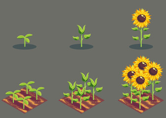 Vector background illustration the sunflower growth phases