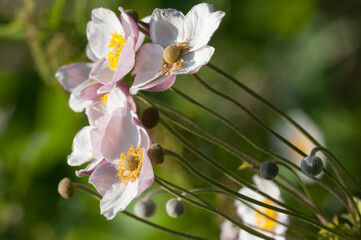Japanese anemone (Eriocapitella hupehensis) flowers