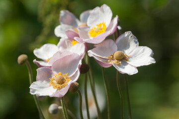Japanese anemone (Eriocapitella hupehensis) flowers