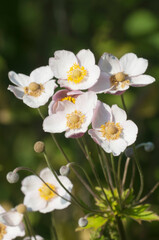 Japanese anemone (Eriocapitella hupehensis) flowers