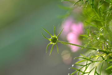 pink cosmos flower in garden