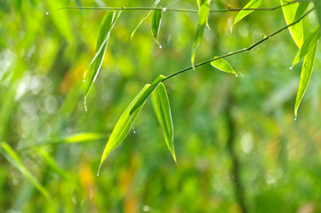 sun shining through the bamboo forest