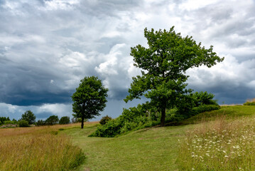 Fototapeta na wymiar Landscape with green trees and sky
