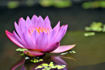 Blossoming waterlily flowers in pond