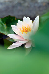 Blossoming waterlily flowers in pond