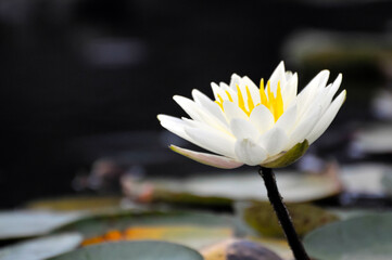Blossoming waterlily flowers in pond