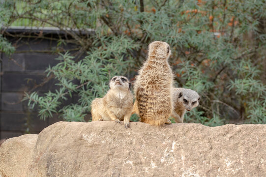 The meerkat, also called suricates or outdated Scharrtier, is a species of mammal from the mongoose family