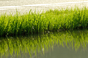 Obraz premium green grass nearby river