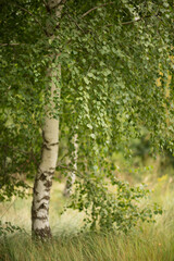 Fototapeta premium Photo of a beautiful birch tree in the forest.