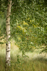 Fototapeta premium Photo of a beautiful birch tree in the forest.