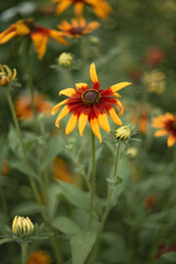 Photo of a blooming yellow rudbeckia in the garden.