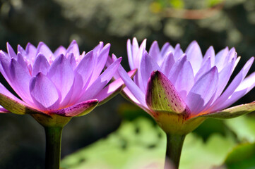 Obraz premium Blossoming waterlily flowers in pond