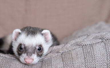 The cute funny ferret portrait