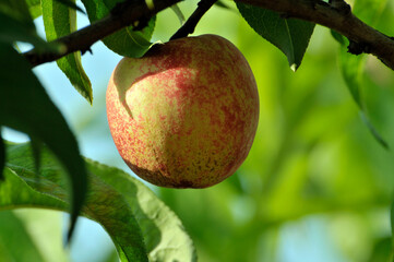 peach on tree