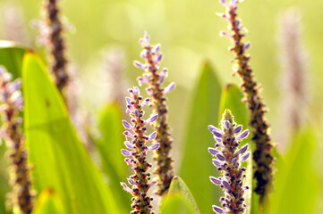 blossoming pickerelweed in sunset