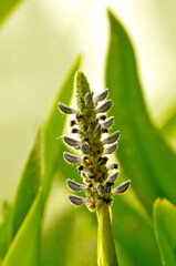 blossoming pickerelweed in sunset