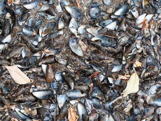 Empty mussel shells dumped somewhere by people in the wild