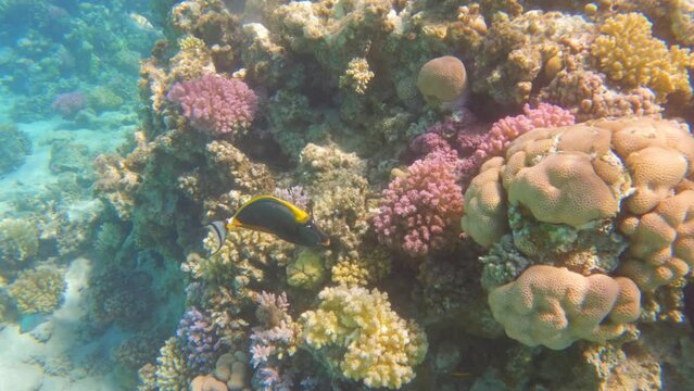 Orangespine unicornfish naso elegans swim in a coral reef, slow motion