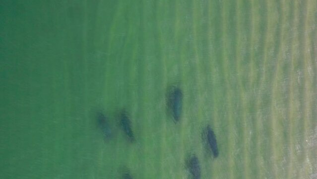 Tracking a pod of six dark grey seals as they swim through shallow aqua water near the shore.