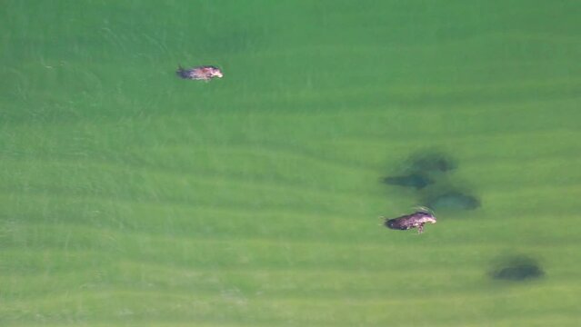 Tracking six seals as a vulnerable slower one pops up for air in shallow green water along the coast.