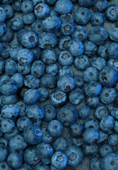 Ripe sweet blueberry. Fresh blueberries background with copy space for your text. Vegan and vegetarian concept. The macro texture of blueberry berries. Texture blueberry berries close up