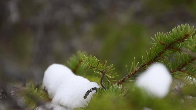 Tilt up shot from finnish Lapland. Melting snow on pine branches.