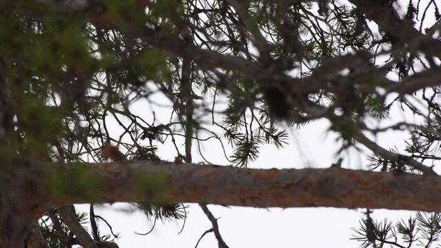 Steady low angle shot to pine treetop. Cloudy day and light wind.