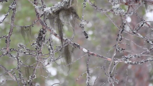 Lichen or hanging moss groving down under silver gray pine branches tilt up.