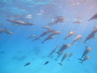 Dolphins swimming underwater in the depths of the Red sea in Egypt