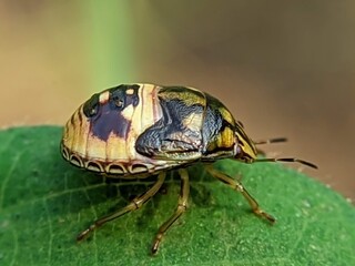 bug on a leaf