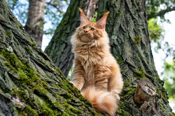 Fototapeta na wymiar A lovely big red maine coon kitten sitting on a tree in a forest in summer.