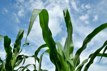 Corn fields under blue sky