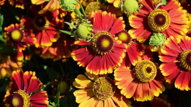 Honey bee collecting nectar from red helenium flower
