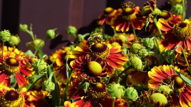 Honey bee collecting nectar from red helenium flower. Zoom out