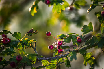 red berries on hedge row