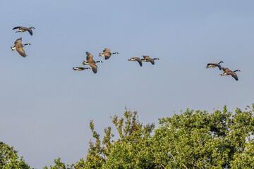 flock of canadian geese in flight