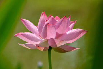 pink lotus flower in garden