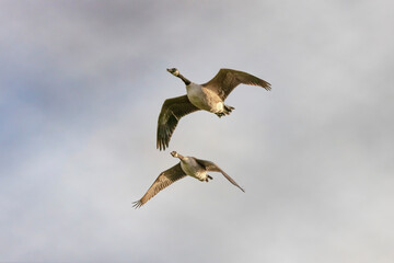 two canadian geese inflight 