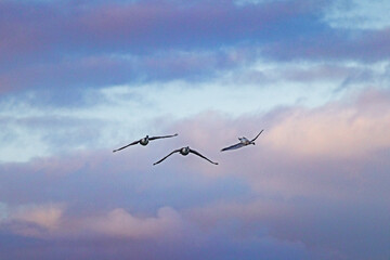 three canadian geese inflight upside down with blue and pink sky